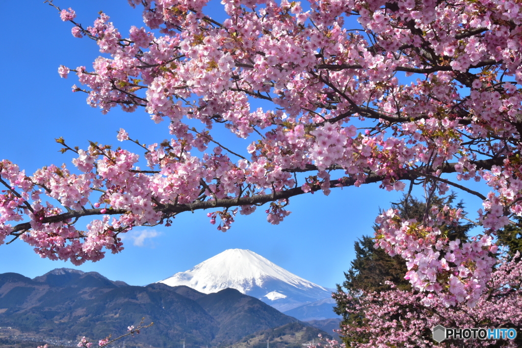 富士山 松田山・河津桜 ニコンD750 JPG-8MB_4812-