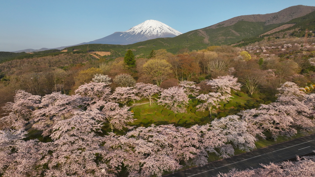 Mt. Fuji 冨士霊園の桜 2024年4月14日DJI_MAVIC3-289