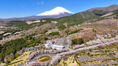 Mt. Fuji 冨士霊園・桜 2025年4月16日_MAVIC3_0039_n