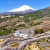 Mt. Fuji 冨士霊園・桜 2025年4月16日_MAVIC3_0039_n