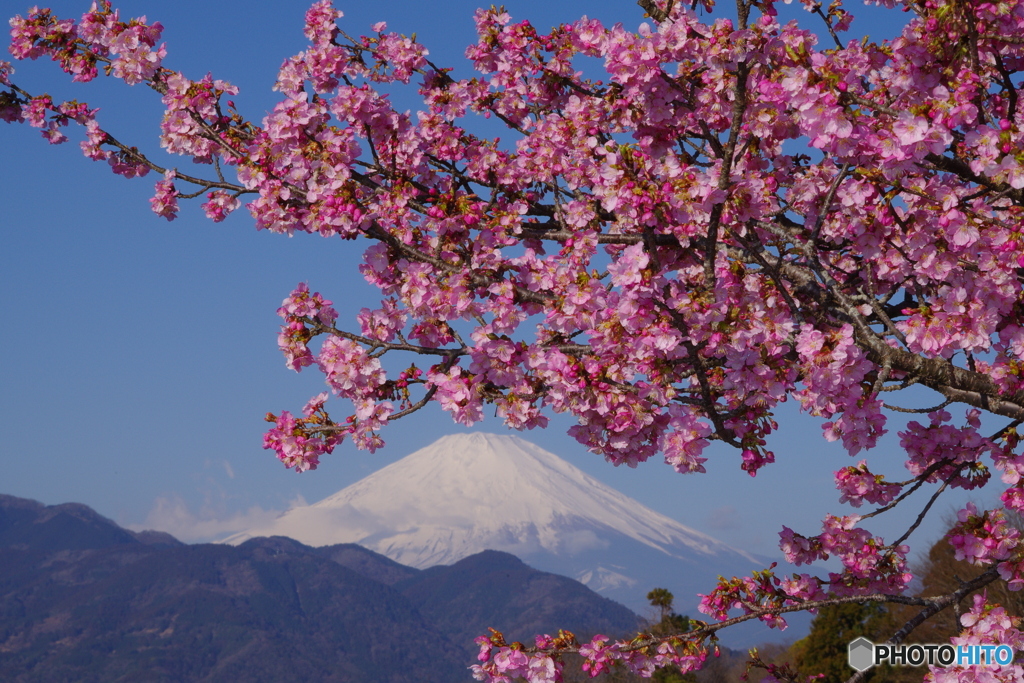 富士山 松田町・河津桜 2023年2月20日PENTAX-K1 mⅡ 