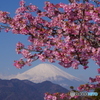 富士山 松田町・河津桜 2023年2月20日PENTAX-K1 mⅡ 