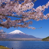 山中湖の桜 2023年4月19日-PENTAX K1-mⅡ-22MB-3372-