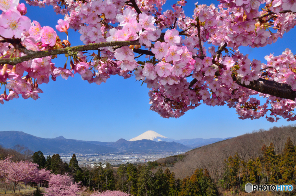 富士山　大井町-河津桜 NIKON D7000 JPG