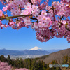 富士山　大井町-河津桜 NIKON D7000 JPG