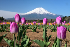 Mt. Fuji 花の都公園 チューリップ 2025年5月1日Z6Ⅱ_2807