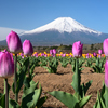 Mt. Fuji 花の都公園 チューリップ 2025年5月1日Z6Ⅱ_2807