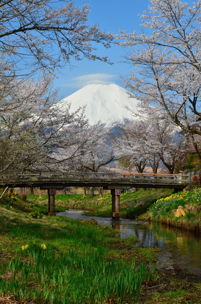富士山　忍野八海 新名庄川の桜 ニコンD7000_1447-