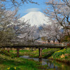 富士山　忍野八海 新名庄川の桜 ニコンD7000_1447-