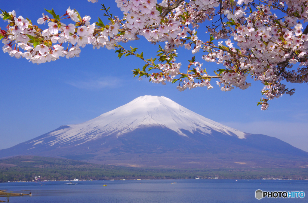 富士山-山中湖の桜-2014年5月3日-PENTAX-K5-JPG-6MB-04