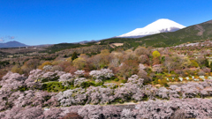 Mt. Fuji 冨士霊園・桜 2025年4月16日_MAVIC3_005n