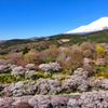 Mt. Fuji 冨士霊園・桜 2025年4月16日_MAVIC3_005n