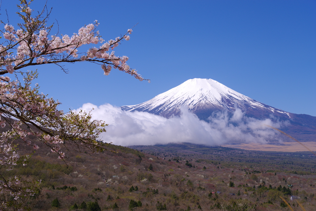 山中湖・三国峠の桜 2023年4月16日PENTAX K1-mⅡ-22MB-