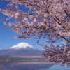 山中湖・交流プラザきららの桜-2023年4月19日-PENTAX K1 mⅡ-