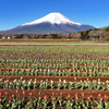 Mt.Fuji 山中湖 花の都公園 2025年4月30日_MAVIC3_0038