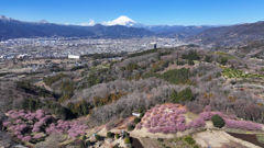 Mt.Fuji 河津桜・神奈川県大井町2025年3月7日 MAVIC3_0041