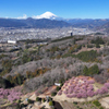 Mt.Fuji 河津桜・神奈川県大井町2025年3月7日 MAVIC3_0041