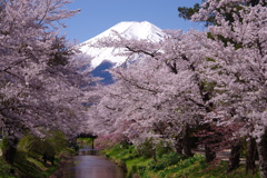 Mt. Fuji 忍野八海 新名庄川の桜 2025年4月21日 K1mⅡ4214