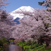 Mt. Fuji 忍野八海 新名庄川の桜 2025年4月21日 K1mⅡ4214