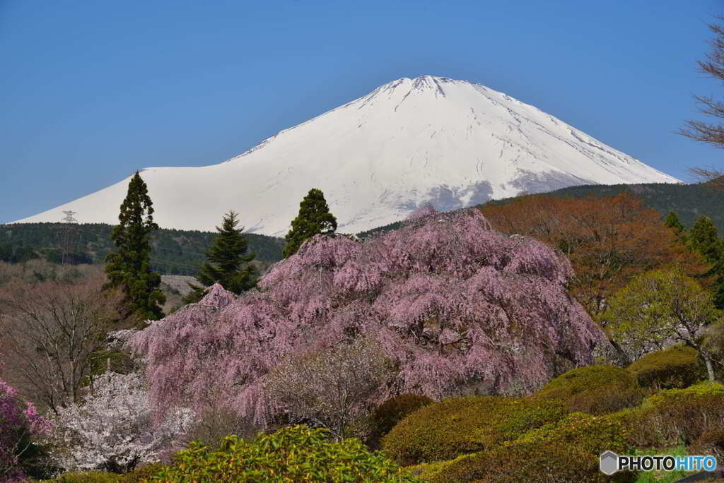 富士山　小山町の枝垂桜　2022年4月12日 ニコンD750 JPG_0270_