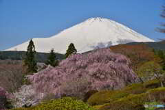 富士山　小山町の枝垂桜　2022年4月12日 ニコンD750 JPG_0270_