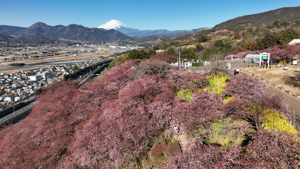 Mt.Fuji 河津桜・神奈川県松田町2025年2月25日_MAVIC3_878