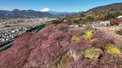 Mt.Fuji 河津桜・神奈川県松田町2025年2月25日_MAVIC3_878