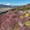 Mt.Fuji 河津桜・神奈川県松田町2025年2月25日_MAVIC3_878