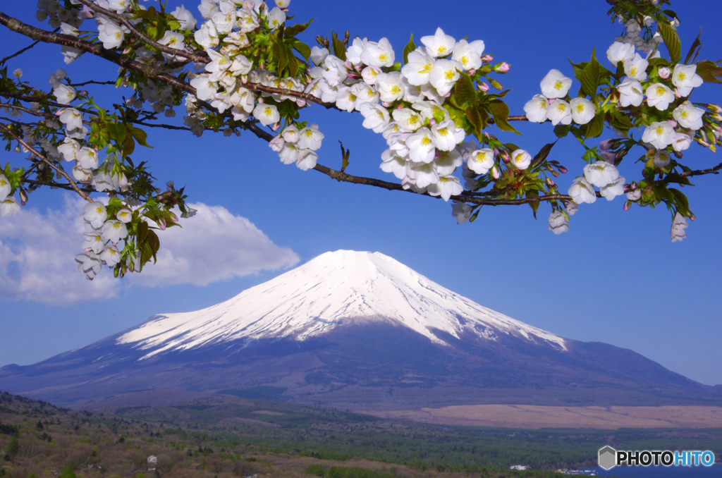 富士山 山中湖・大島桜　2012年5月5日 PENTAX K5 -JPG_521