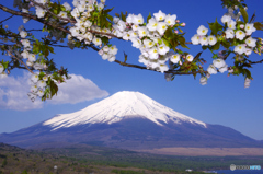 富士山 山中湖・大島桜　2012年5月5日 PENTAX K5 -JPG_521