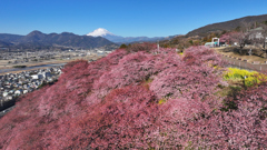 Mt.Fuji 河津桜・神奈川県松田町2025年2月27日 MAVIC3_031