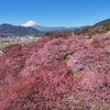 Mt.Fuji 河津桜・神奈川県松田町2025年2月27日 MAVIC3_031