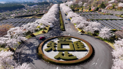 冨士霊園『吾唯足知』 ・桜 2025年4月12日_MAVIC3_0040ｎ_