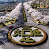 冨士霊園『吾唯足知』 ・桜 2025年4月12日_MAVIC3_0040ｎ_