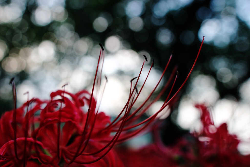 red spider lily 2