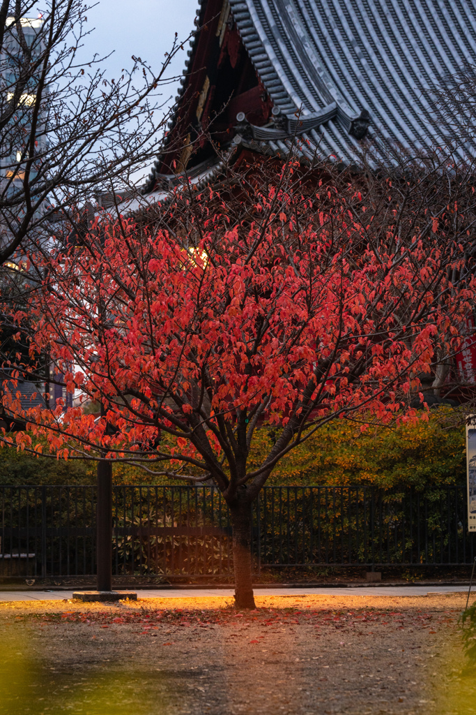 上野