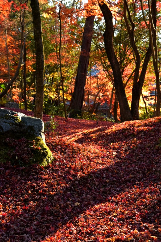 紅葉