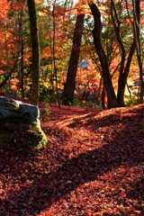 紅葉