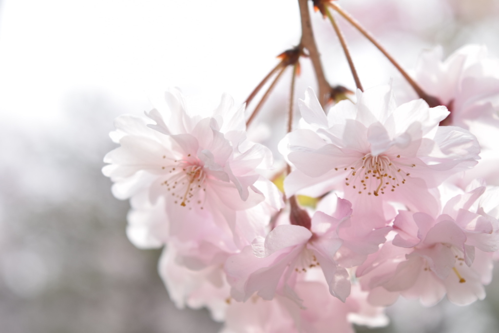 桜