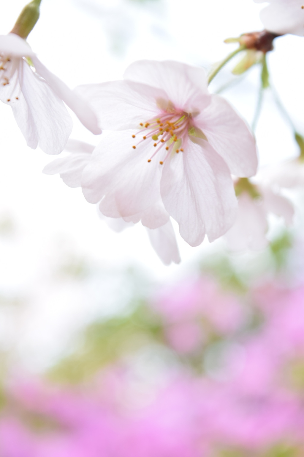 桜とツツジ