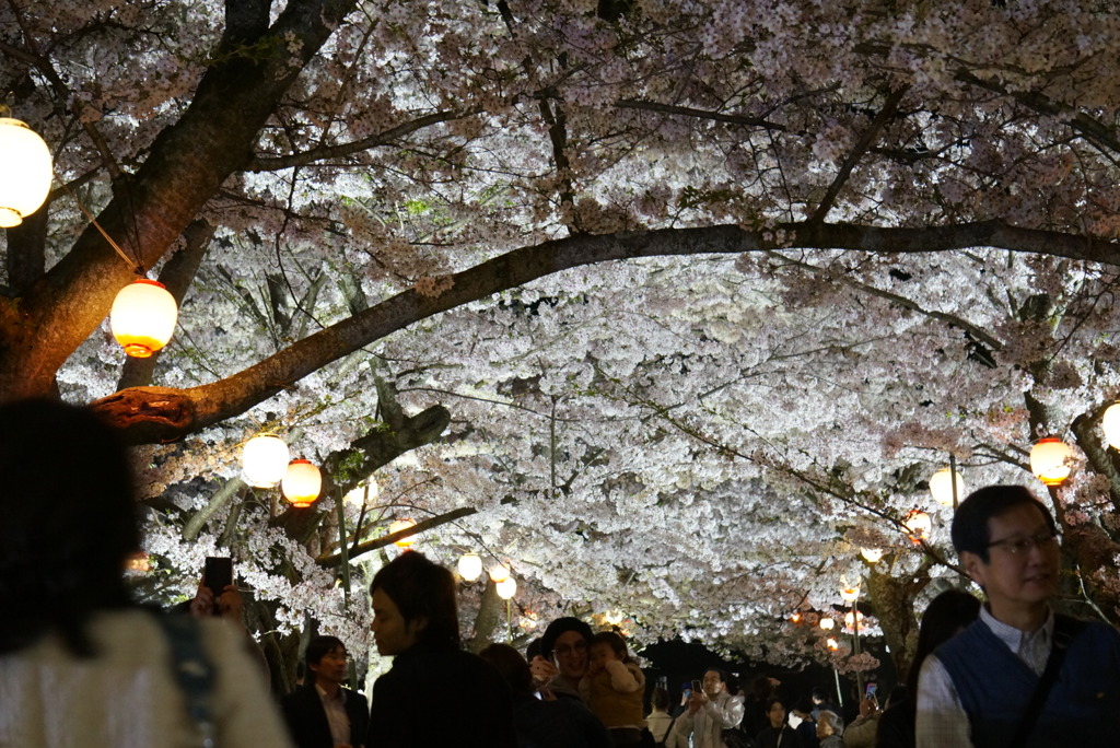 栗林公園  桜①