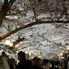 栗林公園  桜①