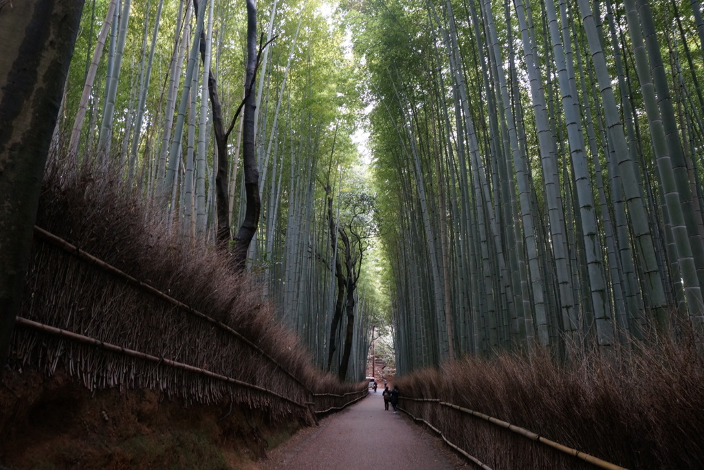 竹林の道