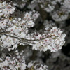 栗林公園 桜②