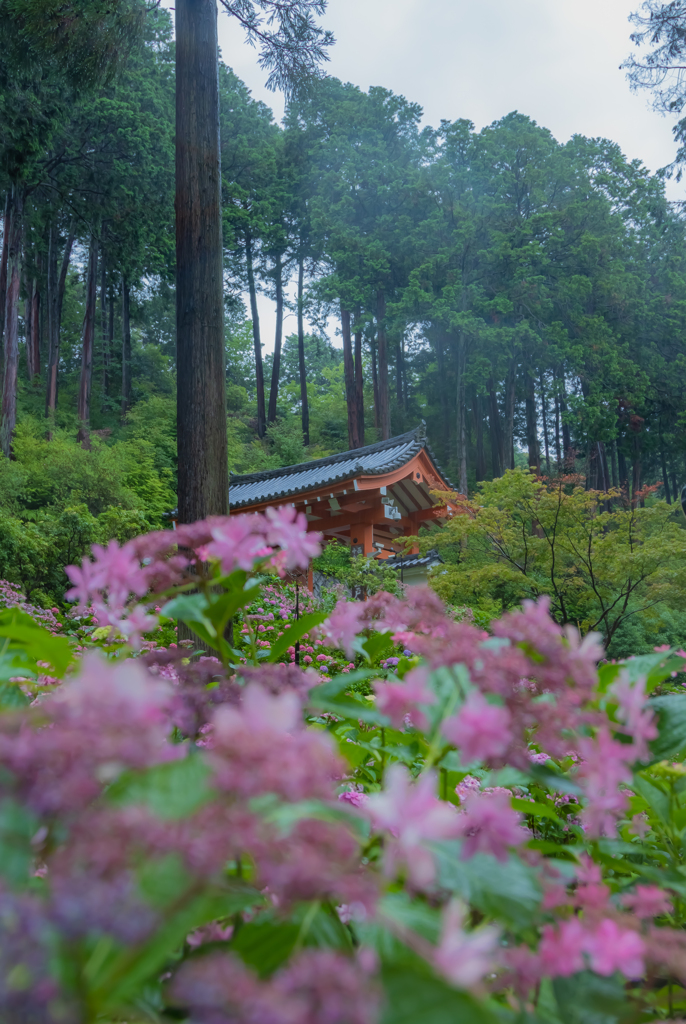 山門と紫陽花