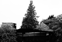 家と木