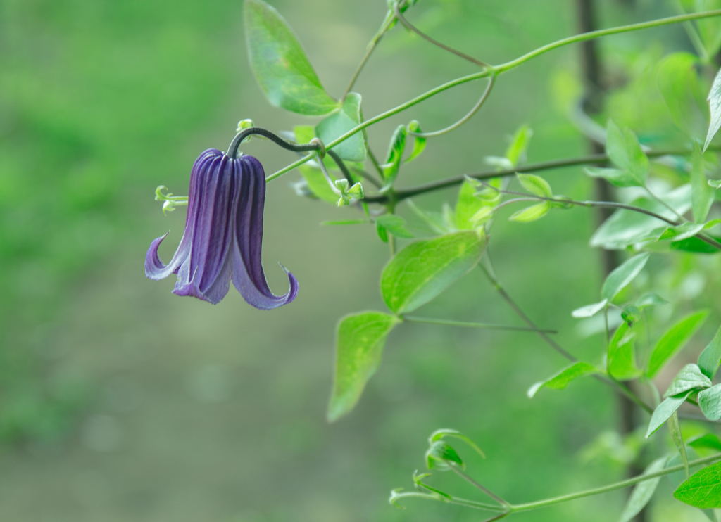 Clematis ①