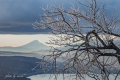 霧氷の姿