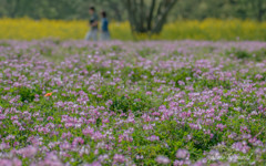 花冠の思い出