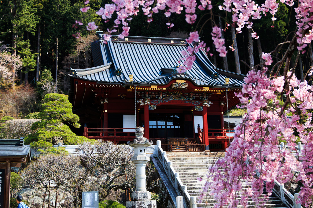 身延山久遠寺のしだれ桜①